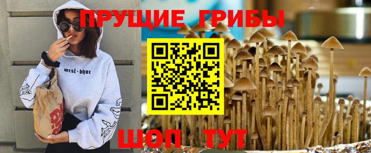 Псилоцибиновые грибы Cubensis Ливны